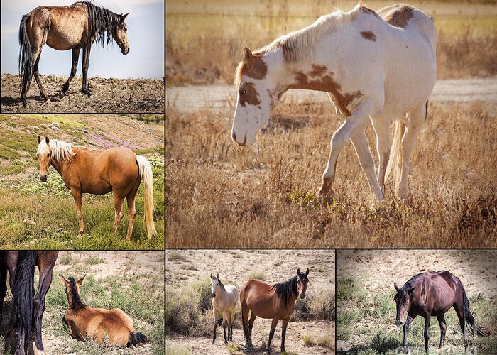 Horse Greeting Card featuring the photograph Colorado Mustang Collage by Janice Pariza