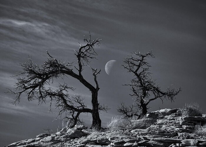 Trees Greeting Card featuring the photograph Colorado National Monument Moonrise by Darren White