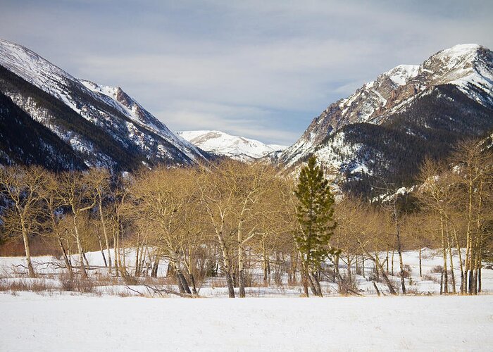 Trees Greeting Card featuring the photograph Colorado Rocky Mountain Winter Horseshoe Park by James BO Insogna
