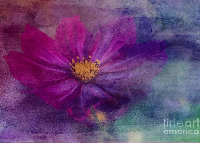 Florals Greeting Card featuring the photograph Colorful Cosmos by Arlene Carmel