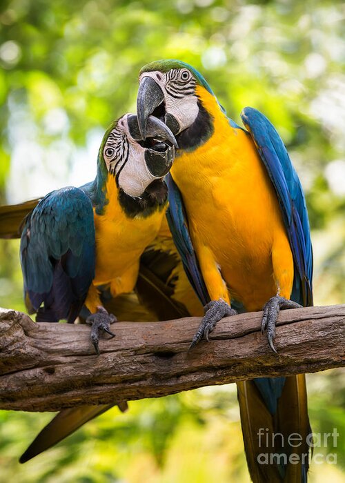 Parrot Greeting Card featuring the photograph Colorful couple macaws by Anek Suwannaphoom