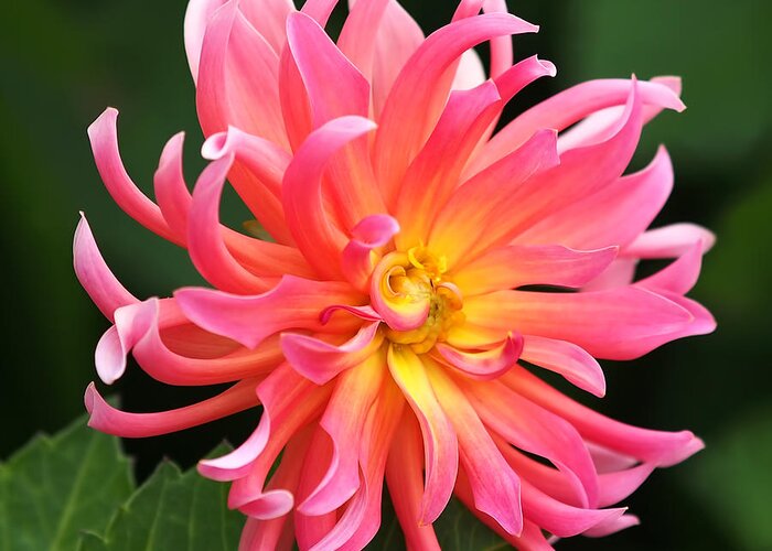 Dahlia Greeting Card featuring the photograph Colorful Dahlia by Rona Black
