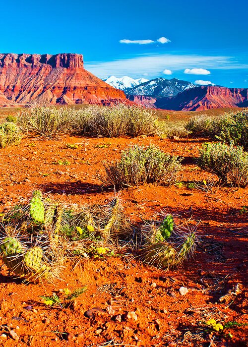 Cactus Greeting Card featuring the photograph Colorful Desert View by Rick Wicker