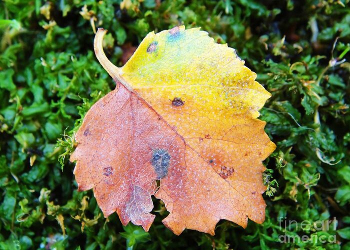 Fall Greeting Card featuring the photograph Colorful fall leaf by Karin Ravasio