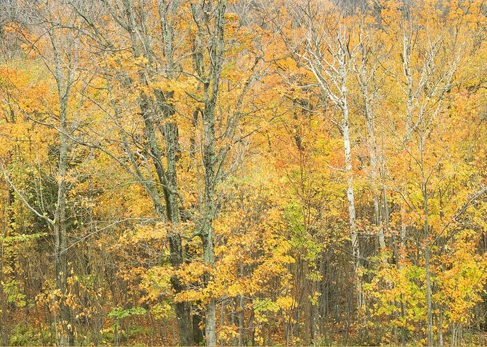 Maine Greeting Card featuring the photograph Colorful Fall Trees In Maine by Keith Webber Jr
