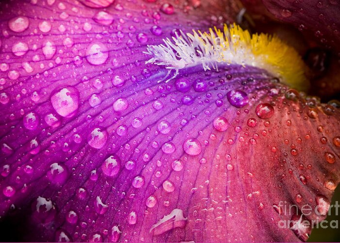 Nature Greeting Card featuring the photograph Colorful iris by Oscar Gutierrez