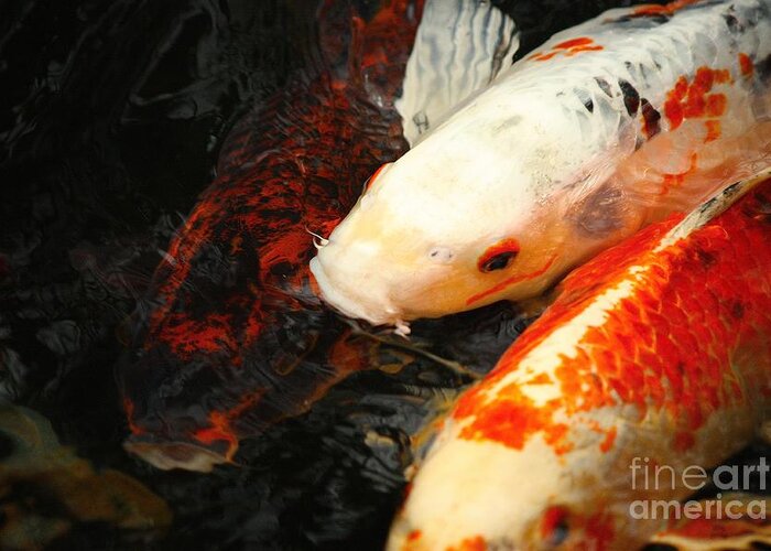 Koi Fish Greeting Card featuring the photograph Colorful Koi by Veronica Batterson