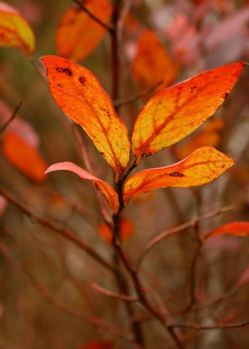 Autumn Greeting Card featuring the photograph Colorful Leaves by Karen Harrison Brown