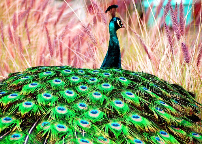 Colorful Greeting Card featuring the photograph Colorful Peacock by Matt Quest