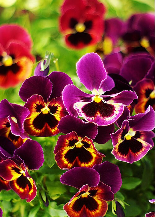 Purple Pansy Greeting Card featuring the photograph Colorful Purple Pansies by Suzanne Powers