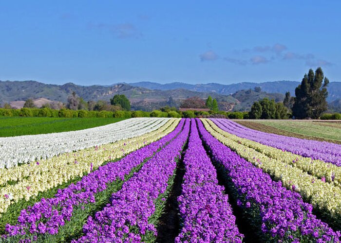 Panoramic Greeting Card featuring the photograph Colorful Stock Flowers Growing In Rows by Greg Boreham (treklightly)