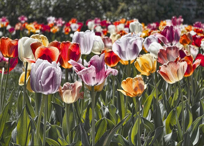 Tulip Greeting Card featuring the photograph Colorful Tulips in the Sun by Sharon Popek
