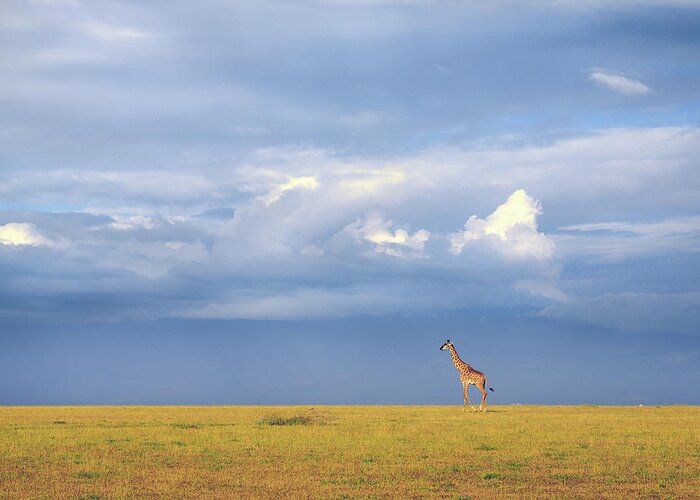 Giraffe Greeting Card featuring the photograph Colors Of Freedom by Eiji Itoyama