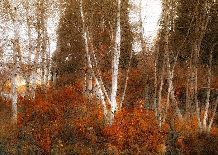 Landscape Greeting Card featuring the photograph Colors of Nature by Julie Palencia