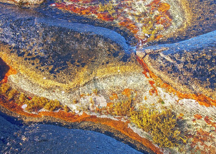 Lichen Greeting Card featuring the photograph Colors on rock I by Heiko Koehrer-Wagner