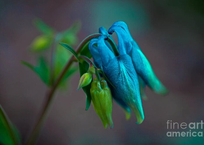 Flower Greeting Card featuring the photograph Columbine by Barbara Schultheis