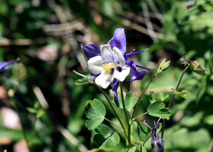 Columbine Greeting Card featuring the photograph Columbine by Chris Thomas
