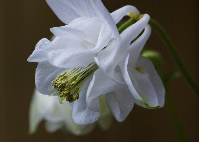 Nature Greeting Card featuring the photograph Columbine by Michael Friedman