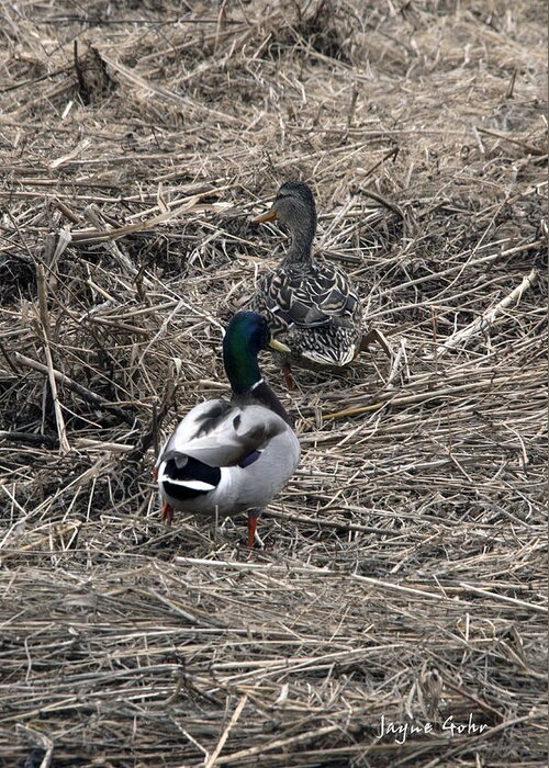 Mallard Greeting Card featuring the photograph Come Follow Me by Jayne Gohr