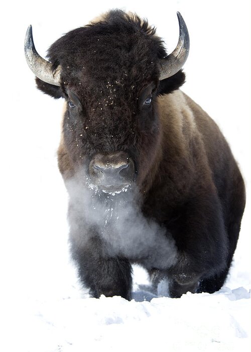 Bison Greeting Card featuring the photograph Coming Through by Deby Dixon