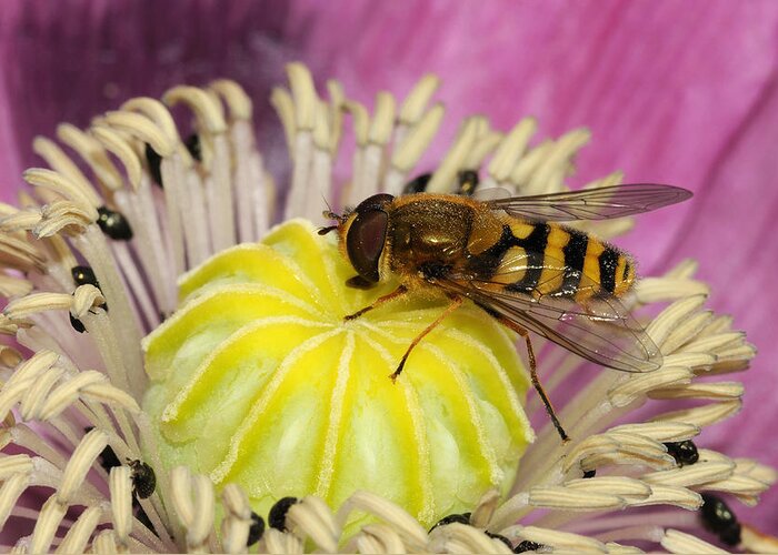 Flpa Greeting Card featuring the photograph Common Banded Hoverfly Feeding On Poppy by Malcolm Schuyl