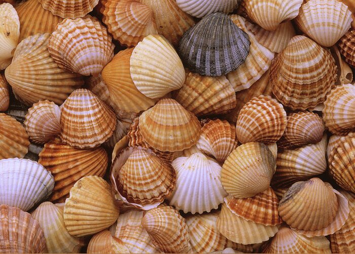 00281442 Greeting Card featuring the photograph Common Cockle Shells by Duncan Usher