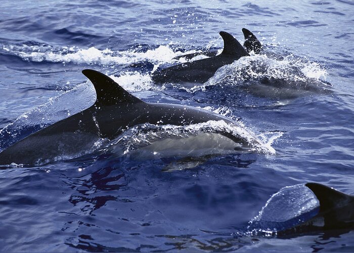 Feb0514 Greeting Card featuring the photograph Common Dolphin Pod Swimming At Surface by Flip Nicklin