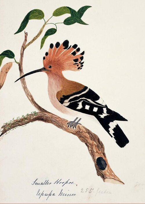 Upupa Epops Greeting Card featuring the photograph Common Hoopoe by Natural History Museum, London/science Photo Library
