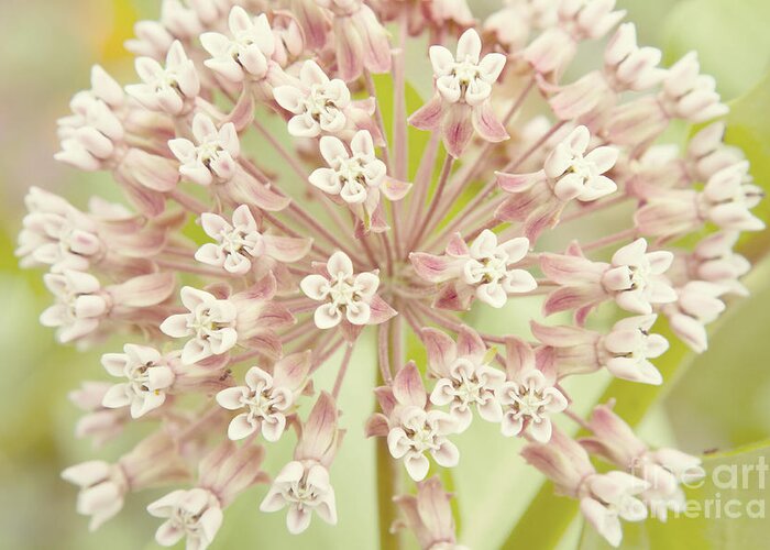 Common Milkweed Greeting Card featuring the photograph Common Milkweed by Chris Scroggins