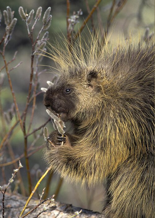 Feb0514 Greeting Card featuring the photograph Common Porcupine Feeding On Pussywillow by Michael Quinton