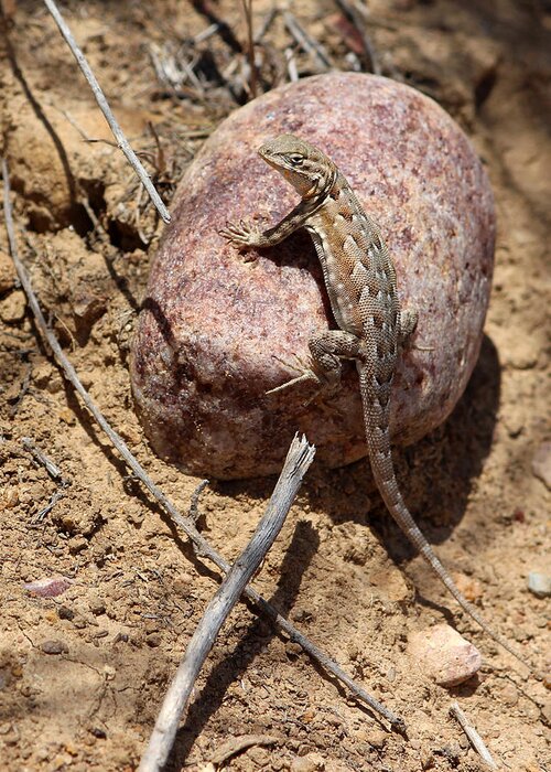 Common Sagebrush Lizard Greeting Card featuring the photograph Common Sagebrush Lizard by Robin Street-Morris