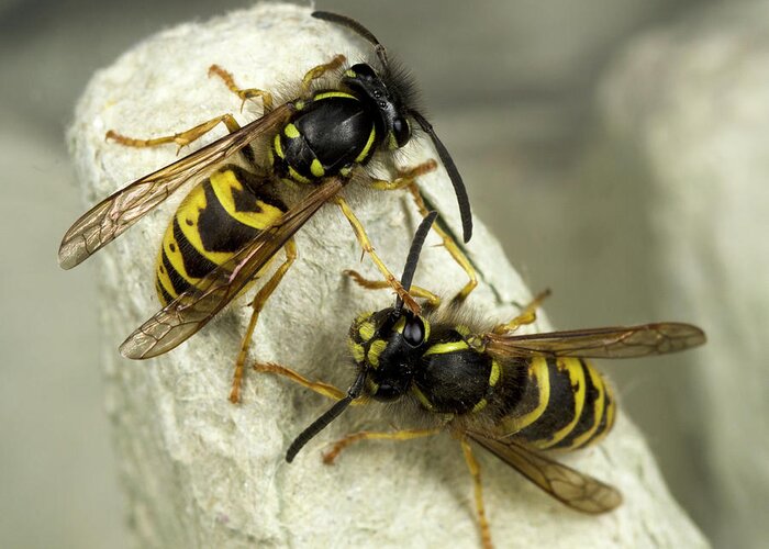 Insect Greeting Card featuring the photograph Common Wasps by Nigel Downer