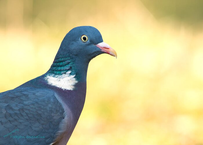 Common Wood Pigeon Greeting Card featuring the photograph Common Wood Pigeon by Torbjorn Swenelius