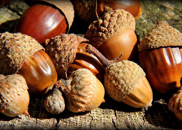 Completely Nuts Greeting Card featuring the photograph Completely Nuts by Edward Smith