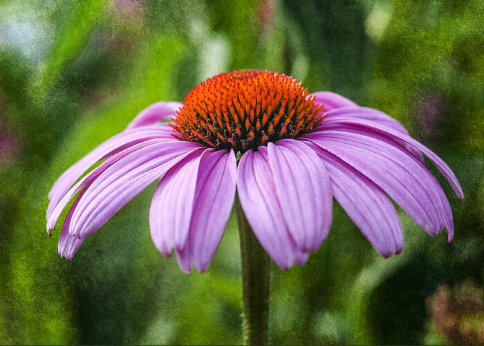 Flower Greeting Card featuring the photograph Cone Flower by Cathy Kovarik