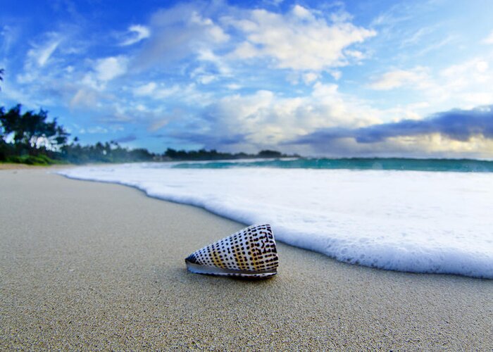  Seashell Greeting Card featuring the photograph Cone Foam by Sean Davey