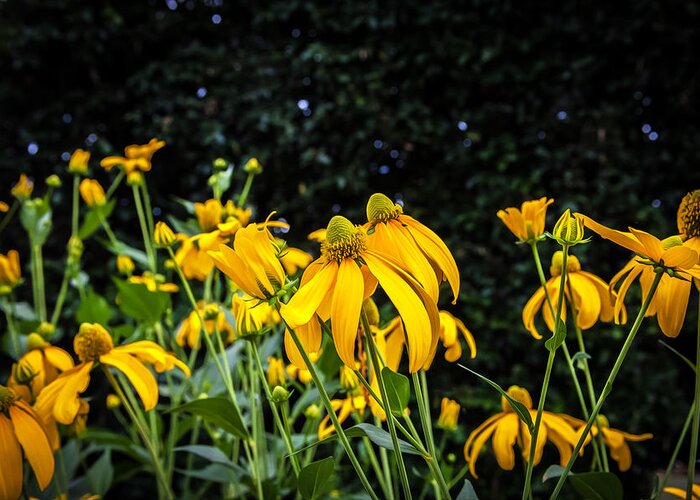 Echinacea Greeting Card featuring the photograph Coneflowers Echinacea Yellow Painted by Rich Franco