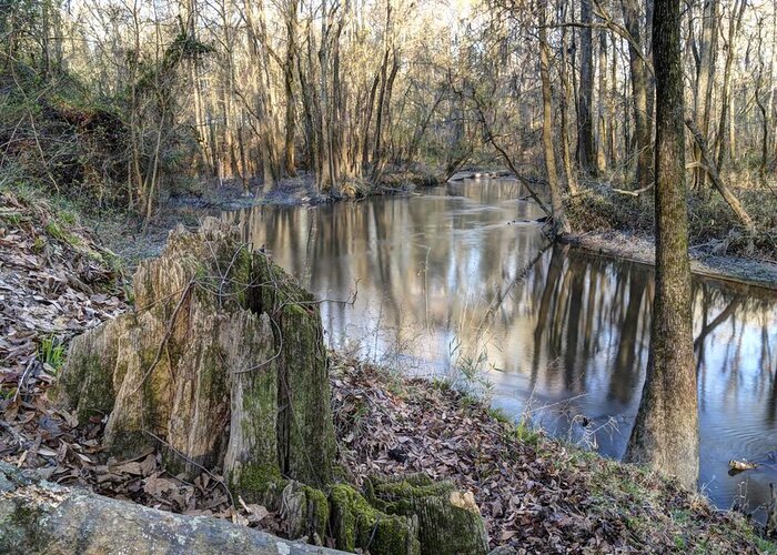Congaree Greeting Card featuring the photograph Congaree Creek-1 by Charles Hite