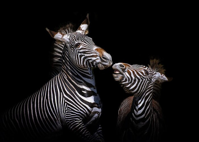 Zebra Greeting Card featuring the photograph Conversation by Ghostwinds Photography