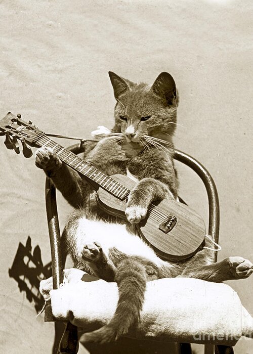 Fun Greeting Card featuring the photograph Cool Cat Playing a Guitar circa 1900 Historical Photo by Photo Henry King Nourse by Monterey County Historical Society