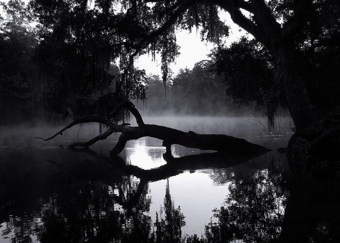 Coolness And Fog On The Withlacoochee River Greeting Card featuring the photograph Coolness and Fog on the Withlacoochee River by Warren Thompson