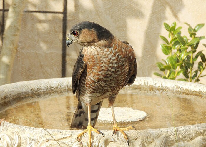 Cooper's Hawk Greeting Card featuring the photograph Cooper's Hawk at the Bird Bath by Jayne Wilson