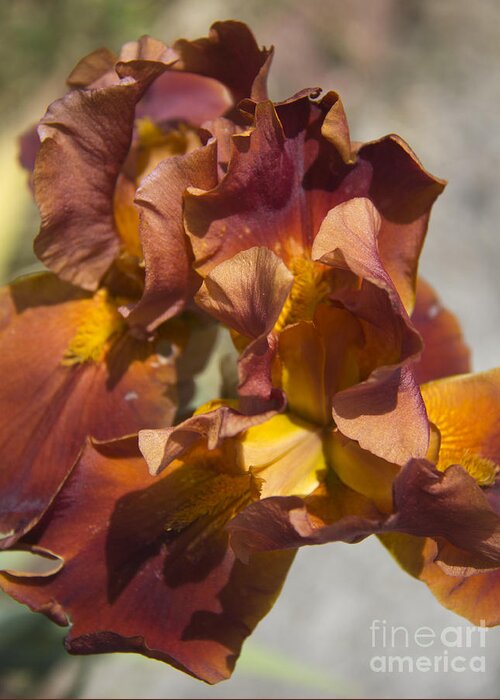 Iris Greeting Card featuring the photograph Copper Gems 2 by Teresa Mucha
