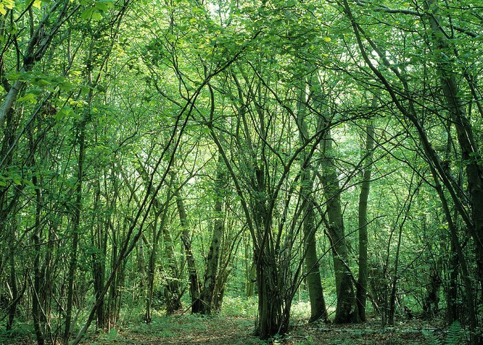 Tree Greeting Card featuring the photograph Coppice Woodland With Hazel Trees by Dr Jeremy Burgess/science Photo Library