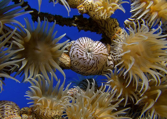 Nature Greeting Card featuring the photograph Coral Anemone by Gary Hughes
