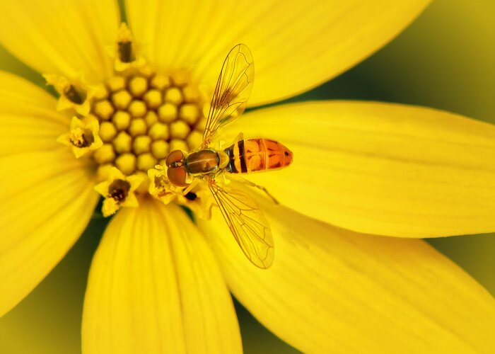 Coreopsis And Hoverfly Greeting Card featuring the photograph Coreopsis and hoverfly by Carolyn Derstine