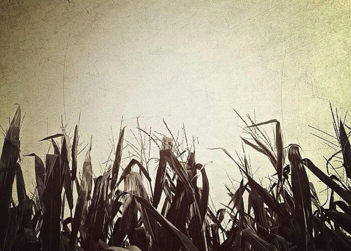  Greeting Card featuring the photograph Corn by Natasha Marco