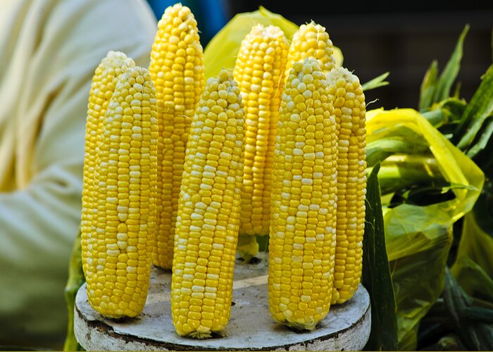 Cob Greeting Card featuring the photograph Corn on Display by Christi Kraft