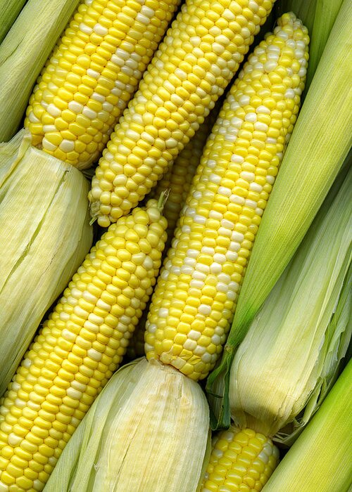 Corn Greeting Card featuring the photograph Corn on the Cob II by Tom Mc Nemar