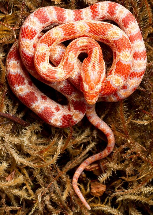 Nature Greeting Card featuring the photograph Corn Snake Pantherophis Guttatus On Moss by David Kenny
